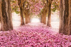 3-zu-2_750-x-500mm_AS_Falling-petal-over-the-romantic-tunnel-of-pink-flower-trees_148139077