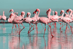 3-zu-2_900-x-600mm_AS_-Group-birds-of-pink-african-flamingos_317294940