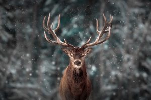 3-zu-2_900-x-600mm_AS_Noble-deer-male-in-winter-snow-forest_220611589
