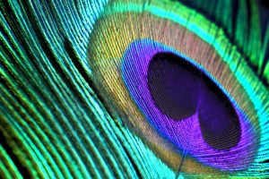 3-zu-2_900-x-600mm_AS_blue-eye-of-peacock-feather_292276735