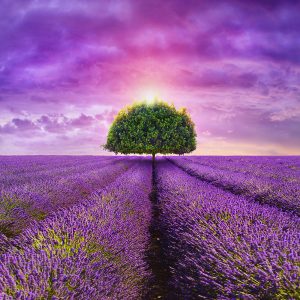 Quadrat_1200-x-1200mm_AS_tree-in-the-beautiful-lavender-field_421507904